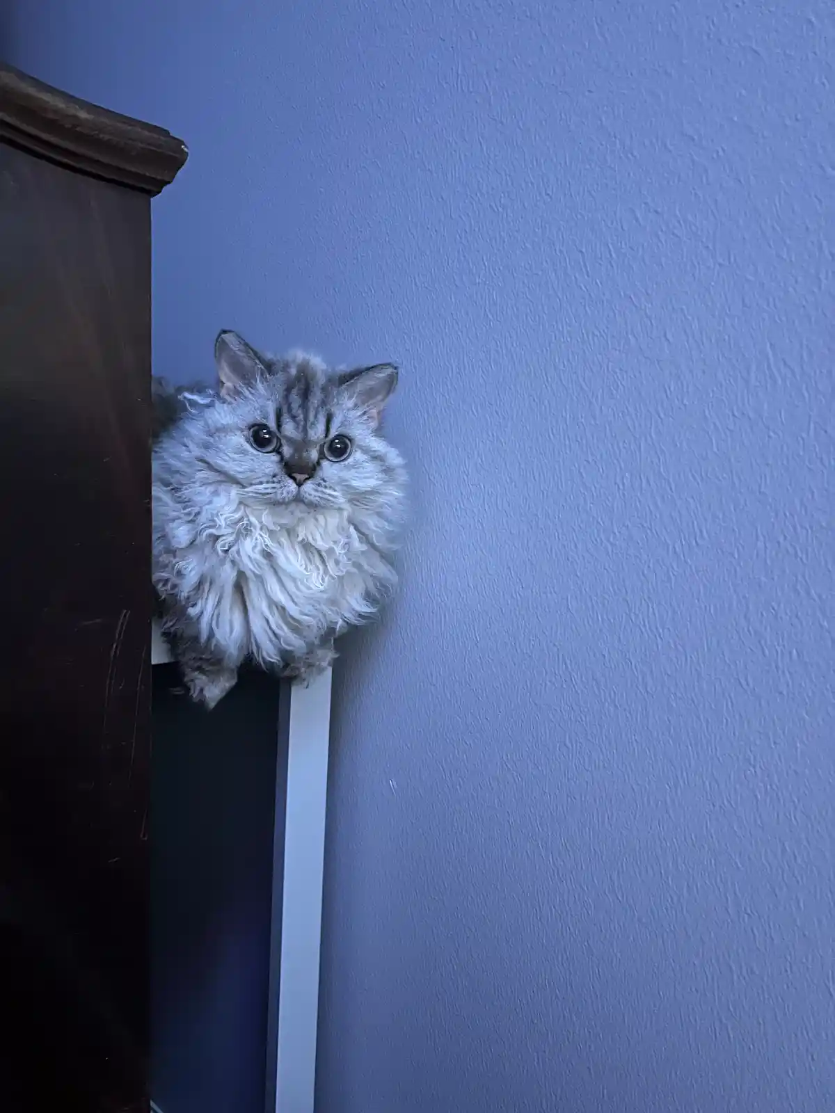 A fluffy, silver tabby cat with large, wide eyes peeks out from behind a dark wooden piece of furniture against a textured…