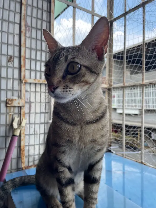 A tabby cat with wide, expressive eyes sits on a blue surface, looking directly at the camera with a serious expression…
