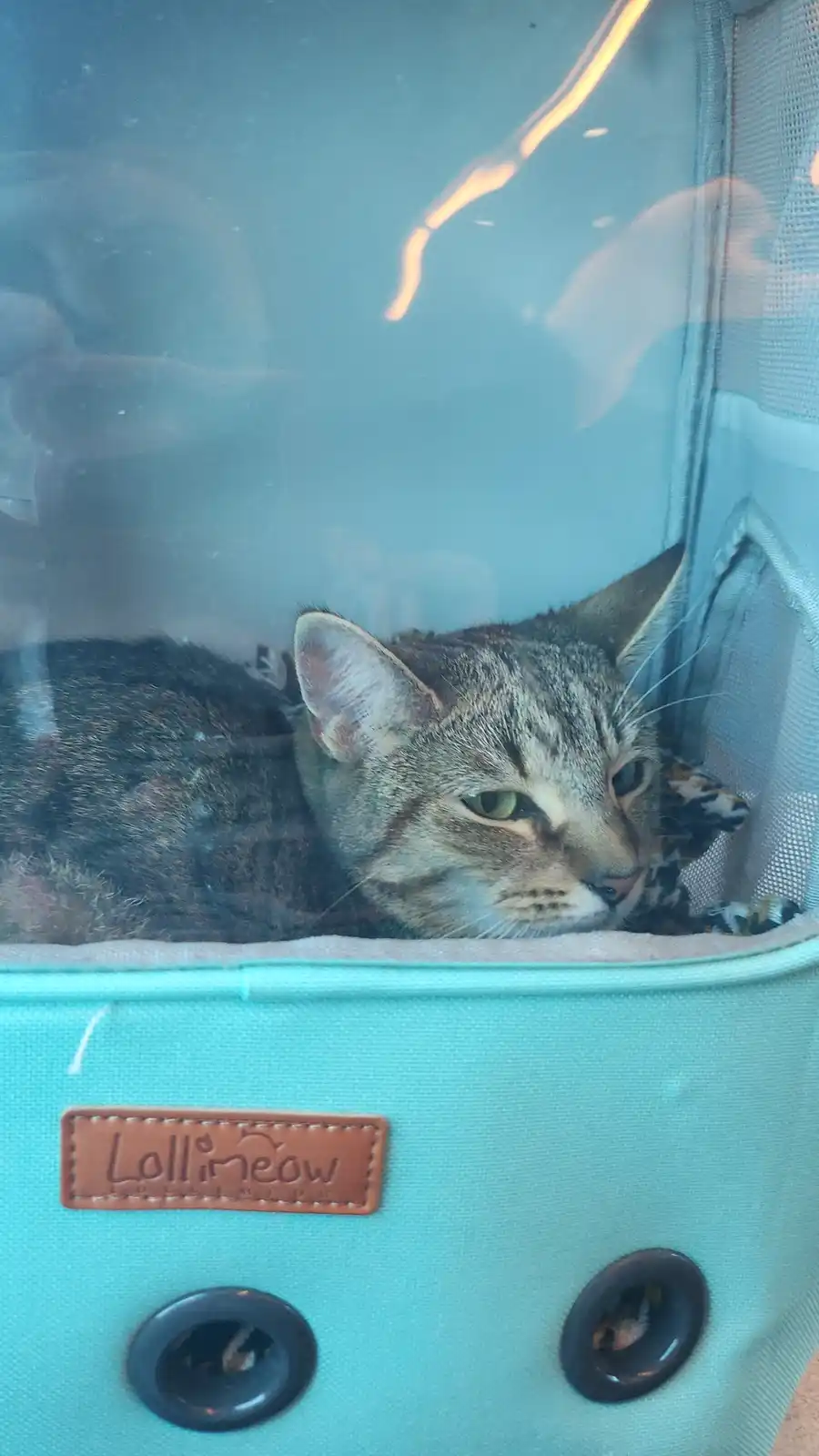 Mooncake's Epic Adventure Back Home