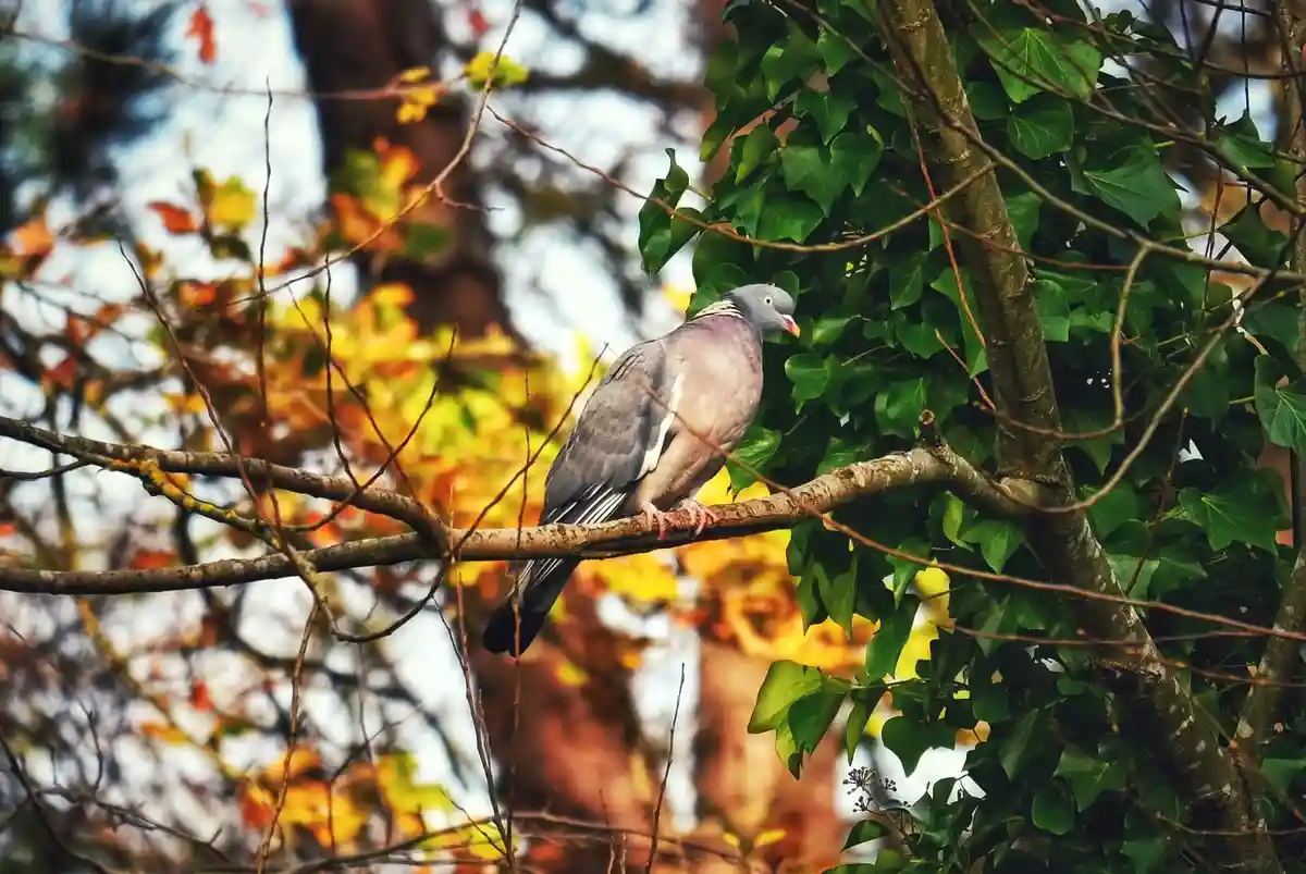 A grey pigeon with a white neck ring perches calmly on a tree branch surrounded by green ivy and autumnal foliage. The…