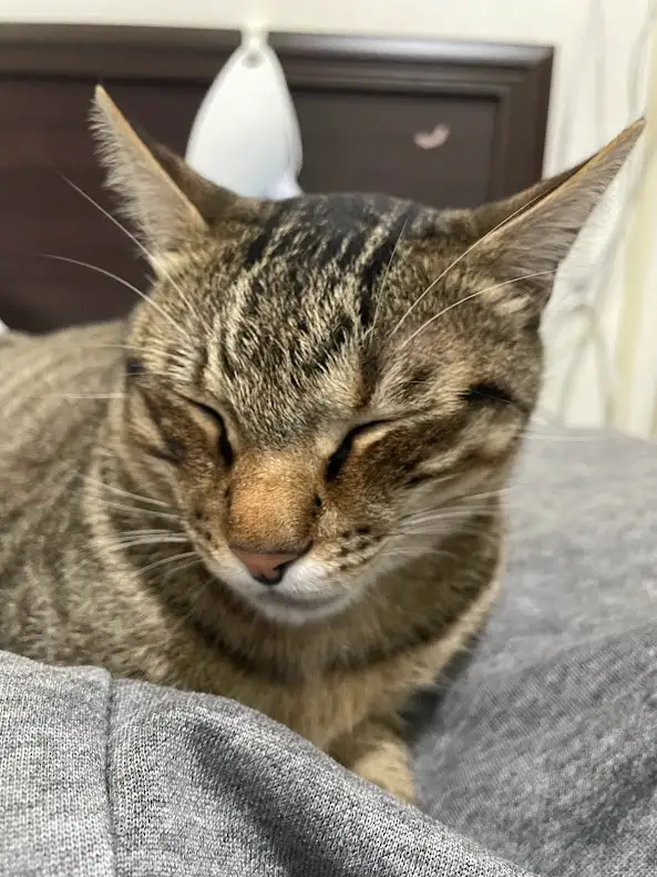 a close-up photo of a tabby cat with its eyes squeezed shut in a blissful, contented expression, resting on a gray fabric…