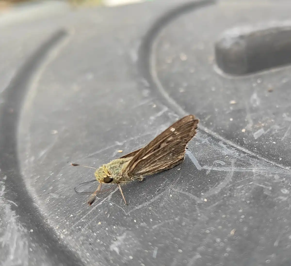 A small brown and green butterfly with patterned wings rests on a scratched, gray plastic surface. The image has text…