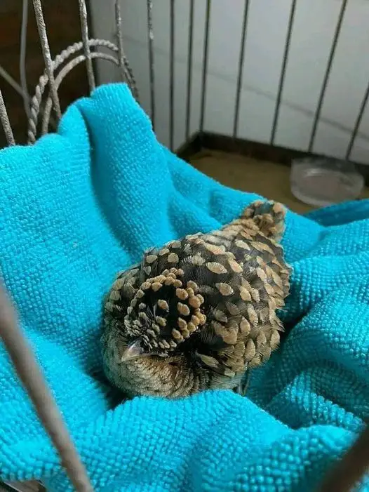 A small, speckled bird is curled up tightly in a ball on a bright blue towel inside a wire cage, appearing to be sleeping or…