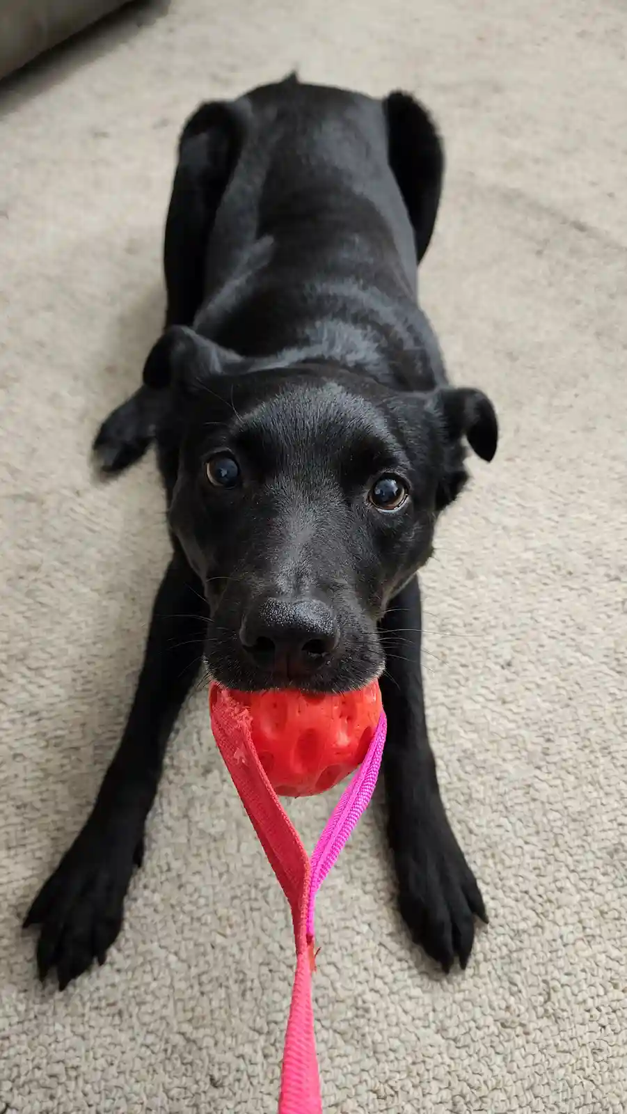 A black dog lies on a beige carpet, looking up at the camera with a red textured ball toy in its mouth, attached to a pink…