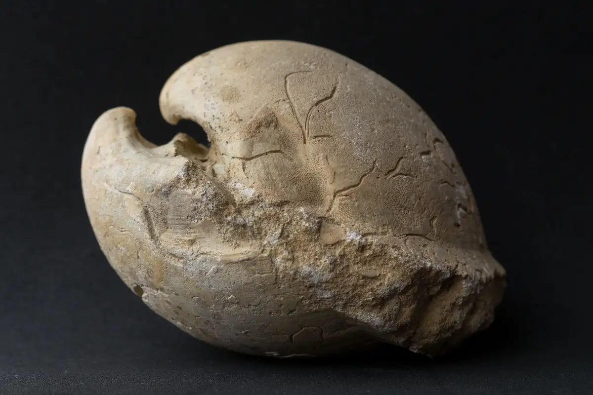 a close-up photograph shows a beige, oval-shaped fossilized egg with visible cracks and surface texture, set against a dark…
