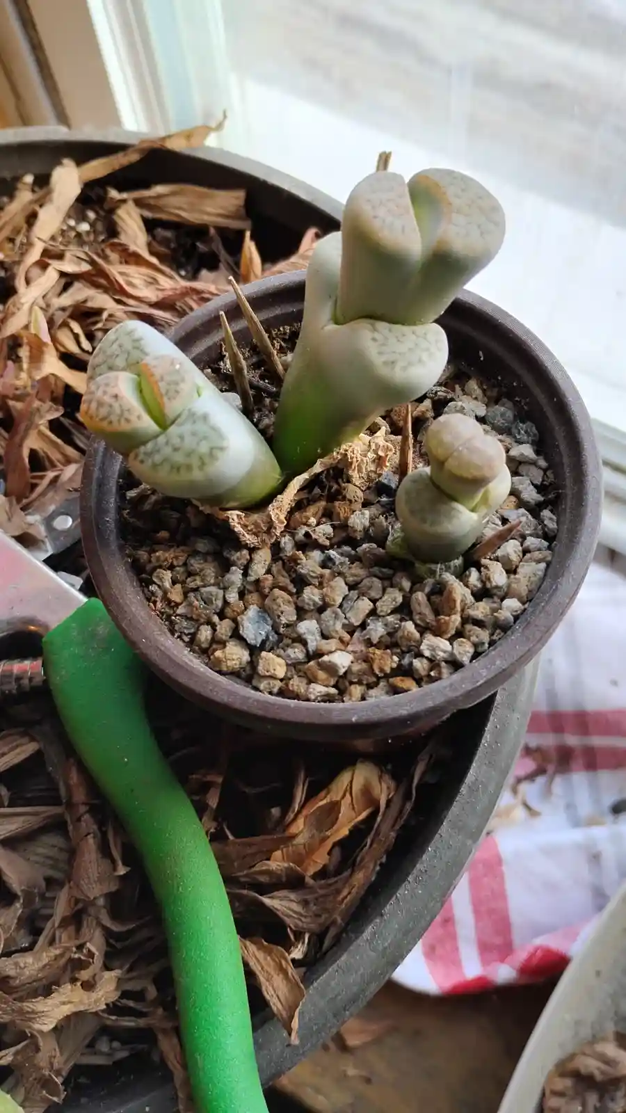 A close-up photo shows several light green, fleshy succulent plants with bulbous, finger-like leaves growing in a brown…