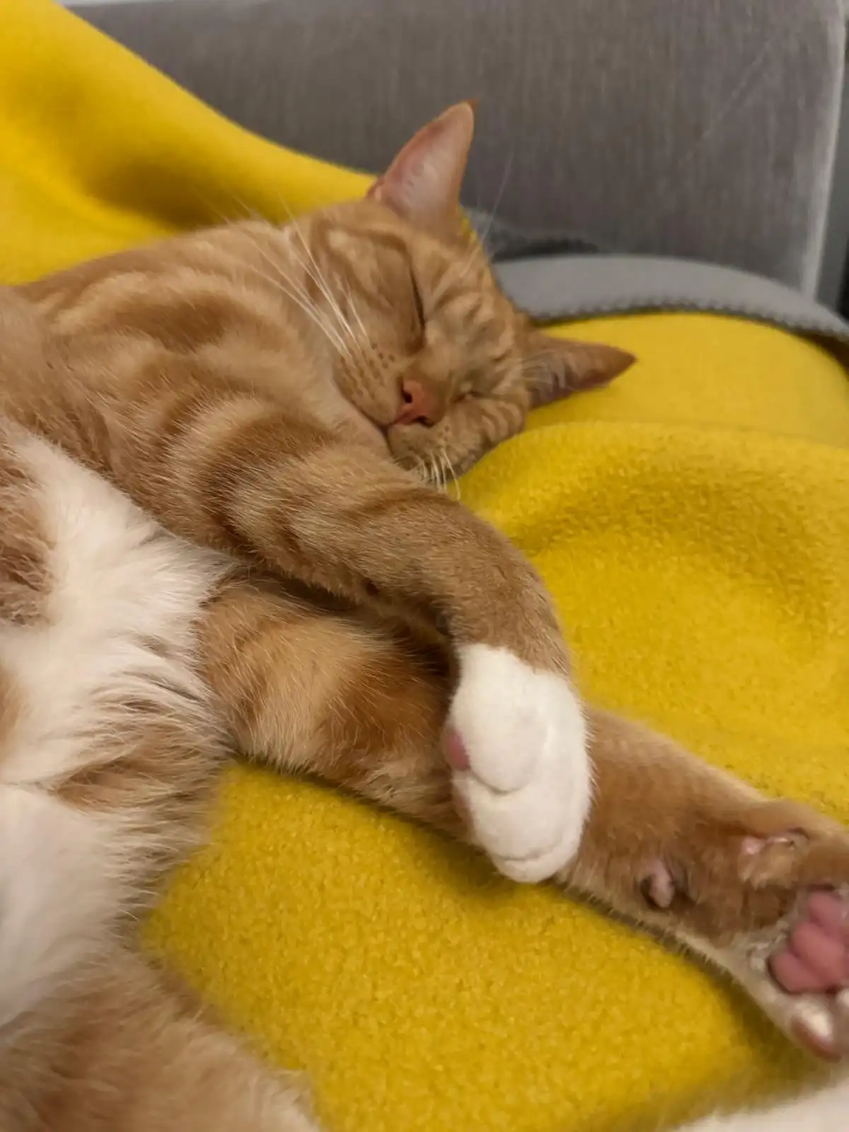 An orange tabby cat with white paws is sleeping soundly on a bright yellow blanket, curled up with one paw over its face…