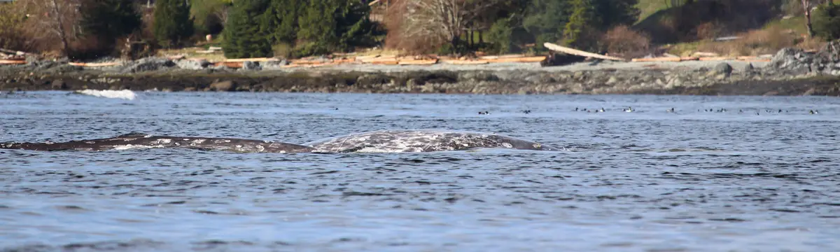 A gray whale's back and tail fluke are visible above the water's surface, showing its distinctive mottled gray skin with…
