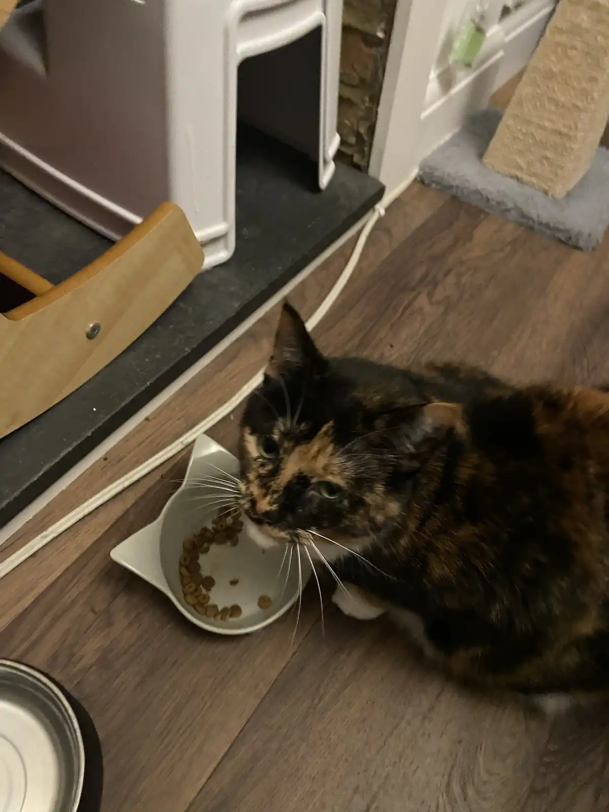A calico cat with black, orange, and white fur sits on a wooden floor next to a nearly empty white bowl of dry cat food…