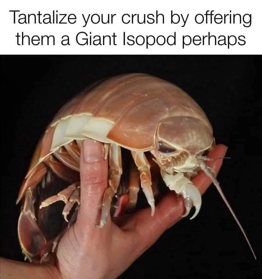 A human hand holds a large, segmented, brownish-pink Giant Isopod against a black background. The creature has a hard…