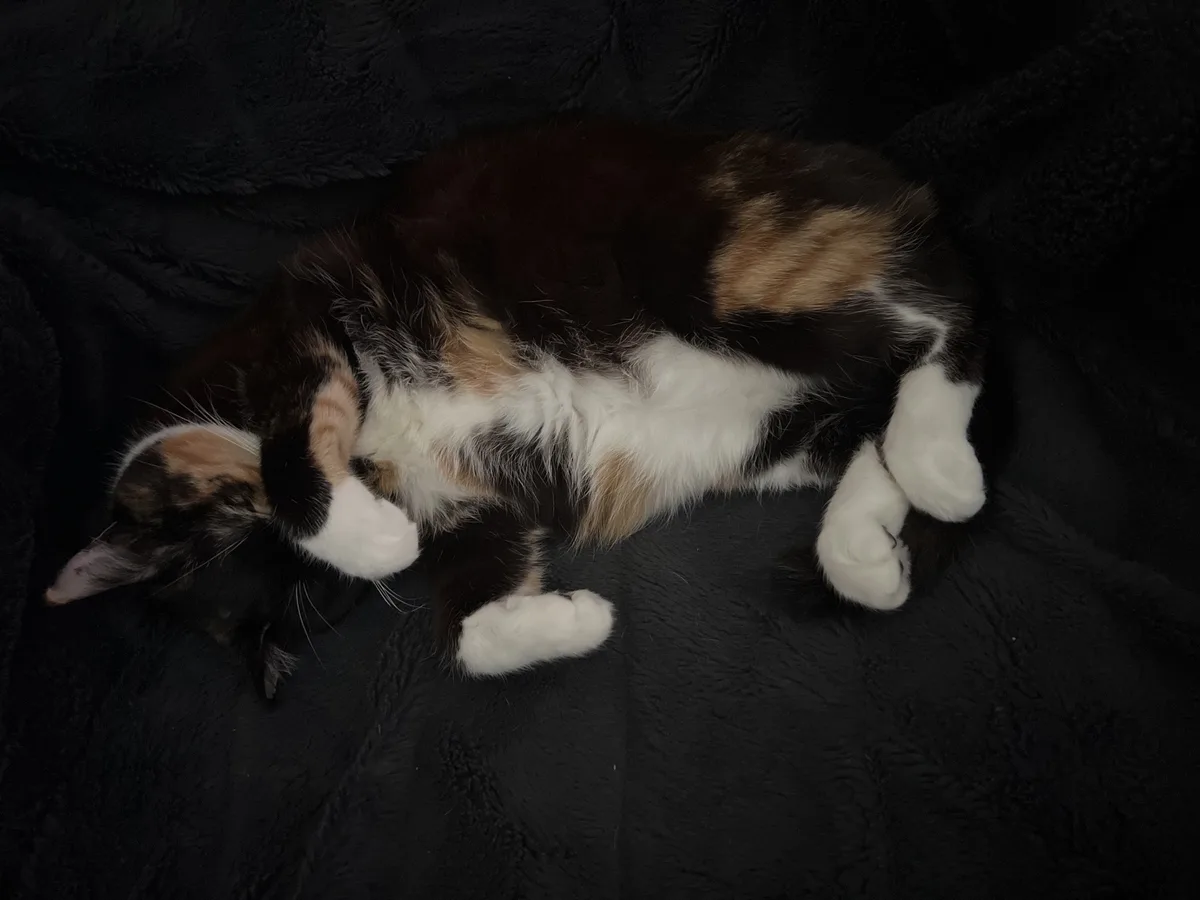 Sleepy Mow #5: The Cutest Nap Ever