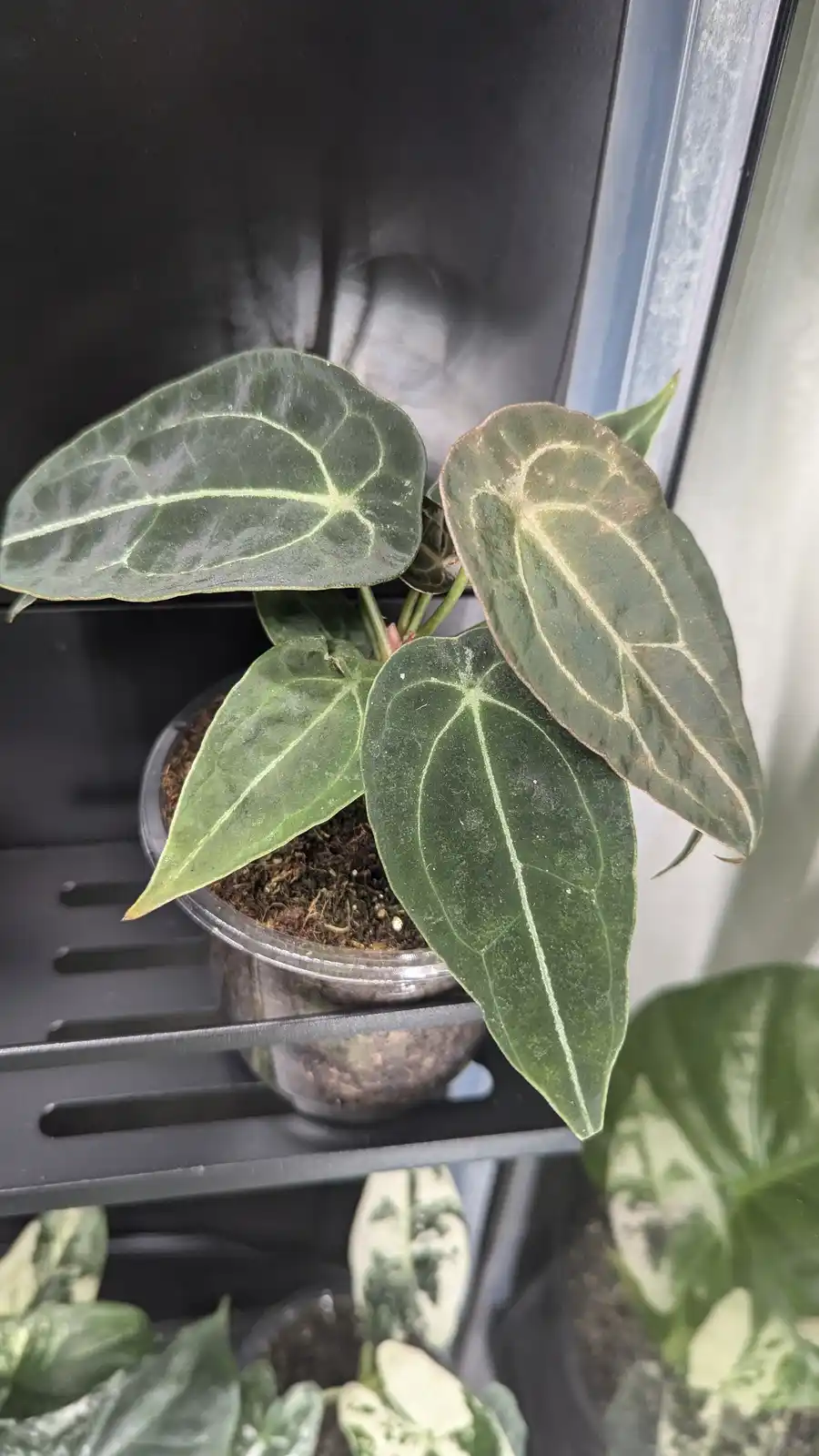 A close-up photo of a potted plant with large, dark green leaves featuring prominent light-colored veins, sitting on a black…