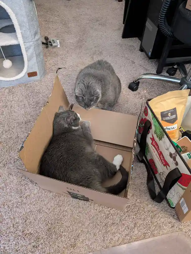 Two gray cats are in a room with carpeting; one is lying on its back inside a cardboard box, while the other sits outside…