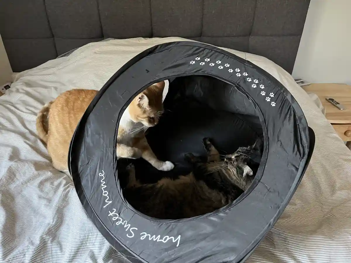 Two cats are inside a black pop-up cat tent on a bed with striped sheets; one ginger cat peers out from the entrance while a…