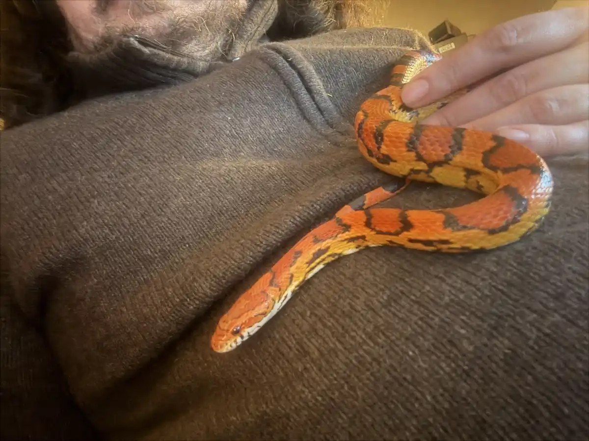 A person with a beard and dark sweater is holding a brightly colored orange, yellow, and black patterned snake on their arm…