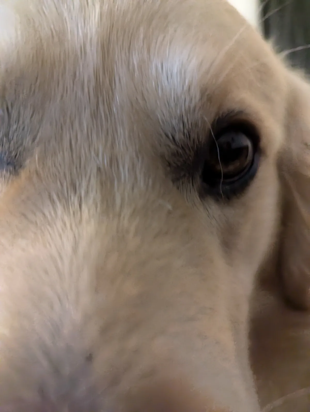 A blurry, close-up photo of a light-colored dog's eye and surrounding fur, with the overlaid text 'i am not a dog'. The…