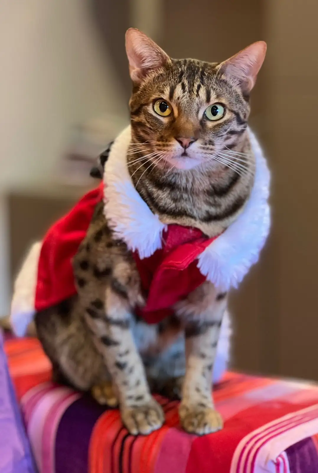 A tabby cat with striking green and yellow eyes sits upright on a colorful striped couch, wearing a red Santa suit with a…