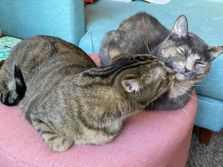 Two cats are curled up on a pink cushion; one is sleeping with eyes closed while the other nuzzles its cheek. The text…