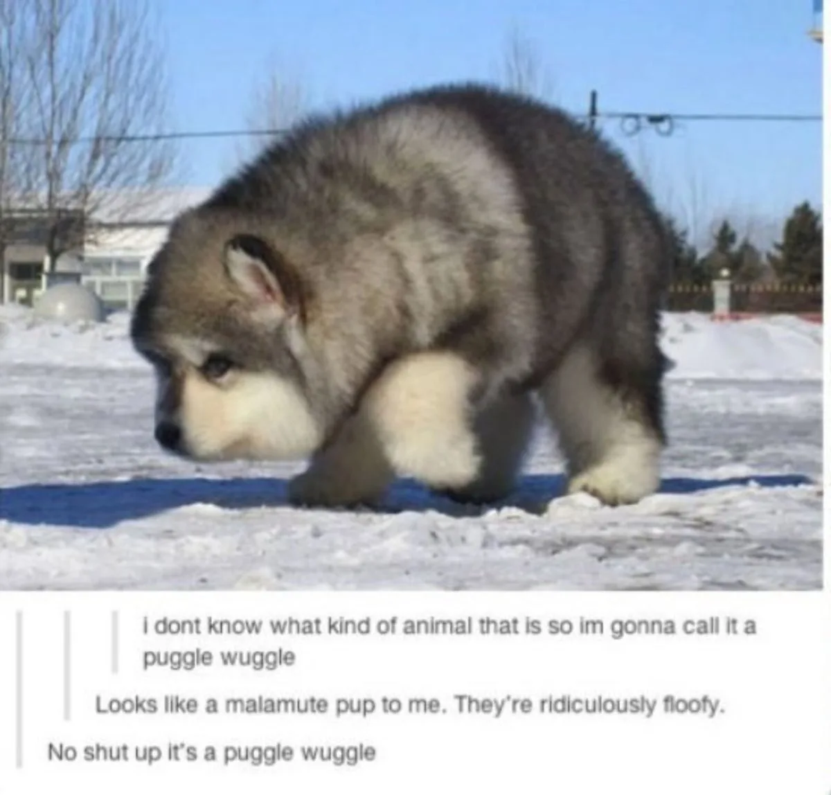 A fluffy gray and white puppy, resembling a malamute pup, walks through snow with a hunched posture. Overlaid text…