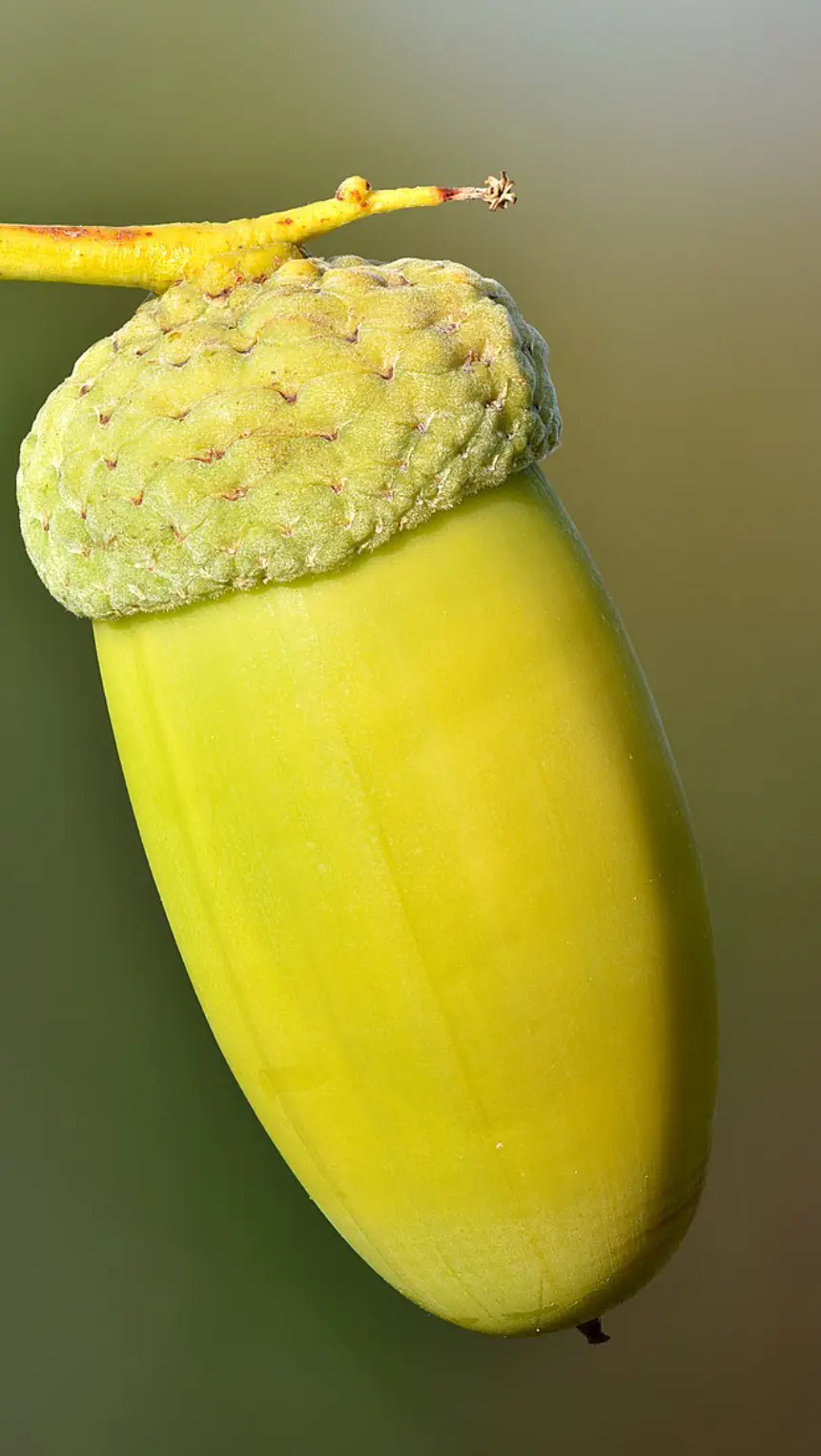 A close-up photograph of a bright yellow-green acorn hanging from a branch, its cap textured and slightly fuzzy, set against…