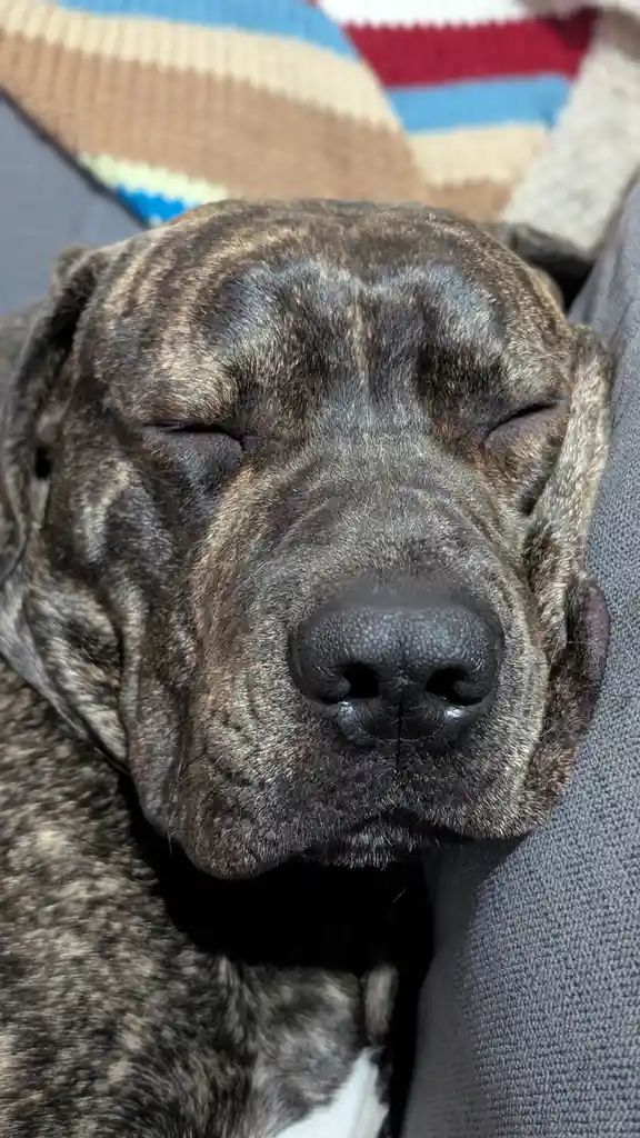 A close-up photo of a brindle-coated dog with its eyes closed, appearing deeply asleep while resting its head on a grey…