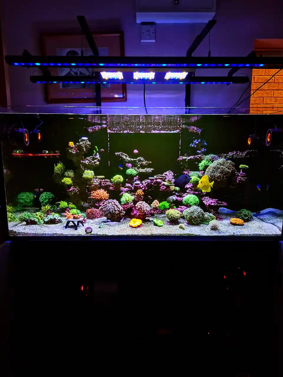A large, brightly lit aquarium filled with colorful coral and fish, illuminated by blue LED lights from above, with the…
