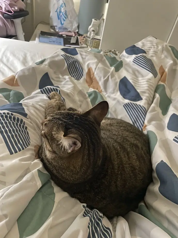 Adorable Cat Moments