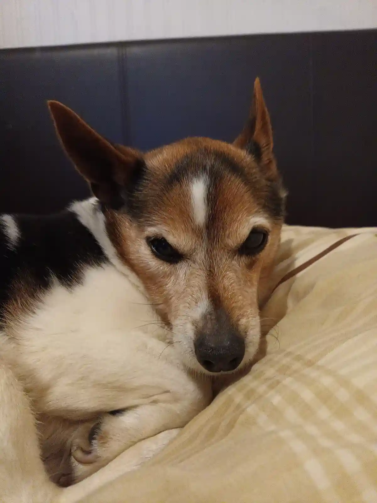 A close-up photo of a tricolor dog (brown, white, and black) resting its head on a beige pillow against a dark headboard…