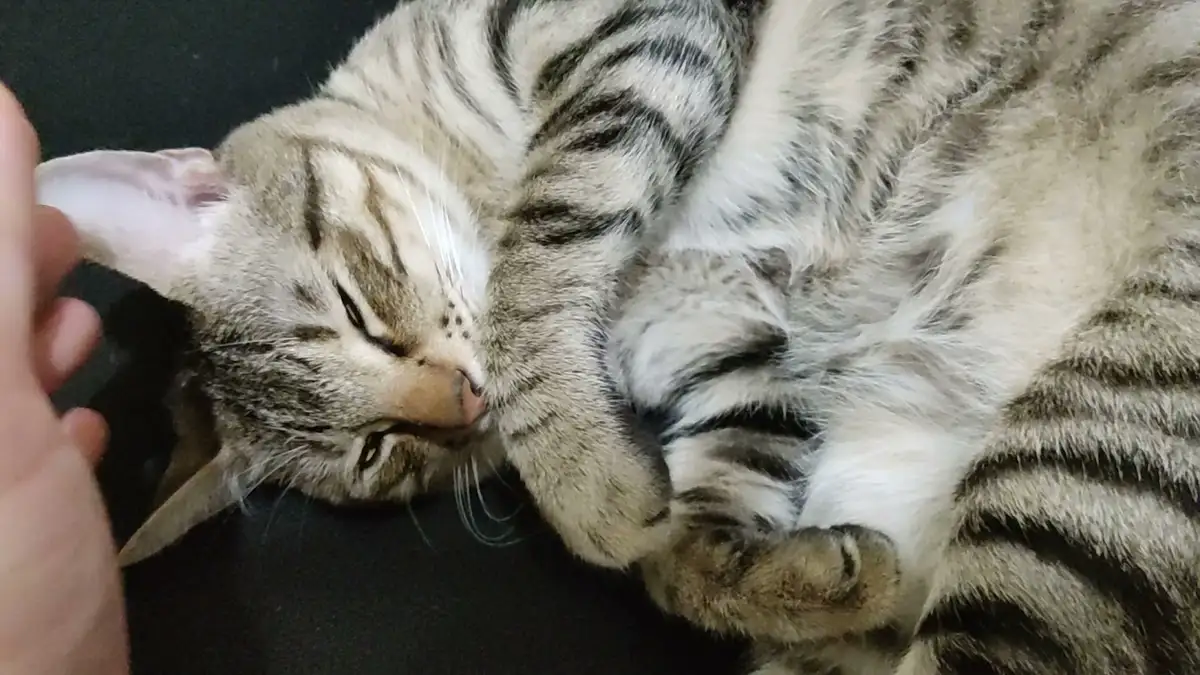 a tabby cat is lying on its back with eyes half-closed, appearing deeply relaxed, while a human hand gently touches its ear…