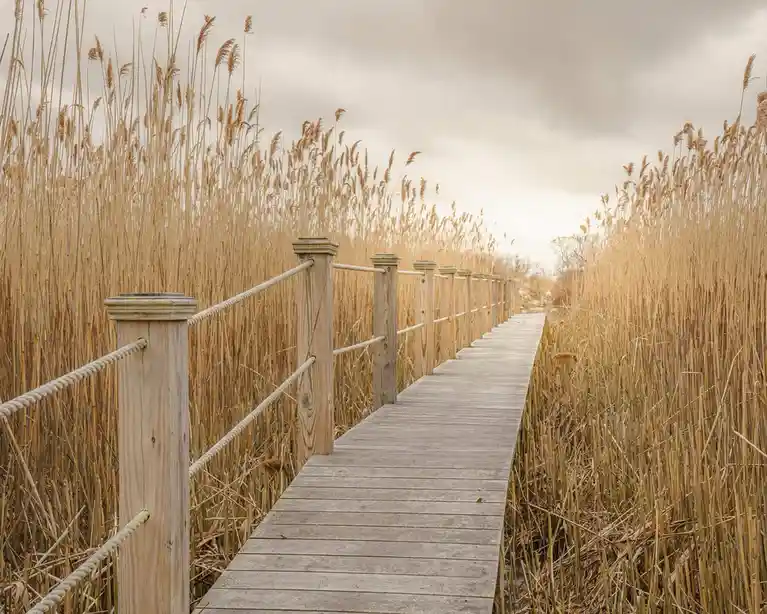 A wooden boardwalk with rope railings winds through tall, dry reeds under an overcast sky. The path recedes into the…