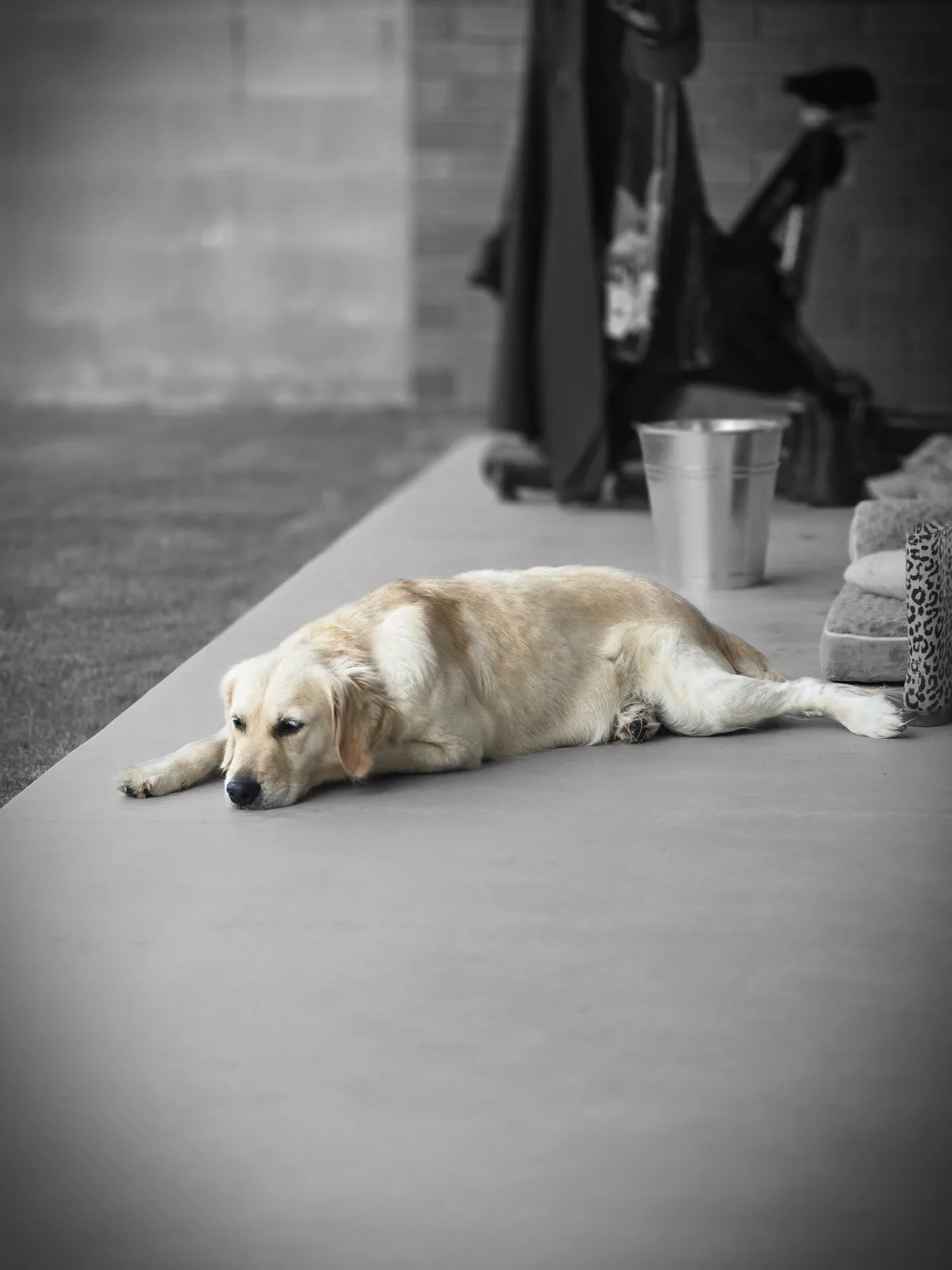 A golden retriever lies exhausted on a concrete patio, its eyes half-closed in apparent lethargy. The background is…