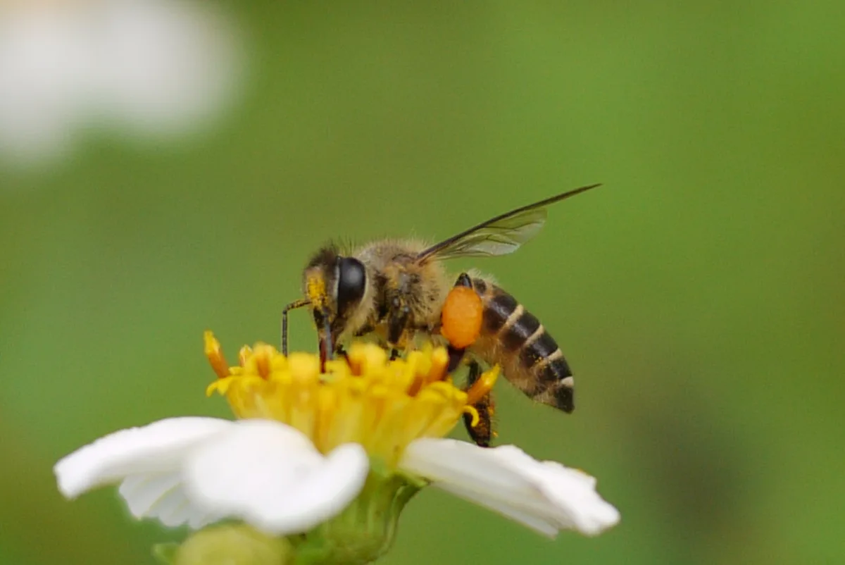 A close-up photo shows a honey bee with a visibly full pollen basket on its hind leg, actively collecting pollen from a…