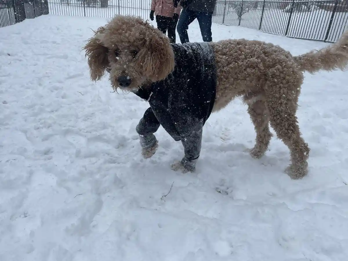 A light brown poodle wearing a black human-style winter coat and pants stands in deep snow, its fur and coat covered in…