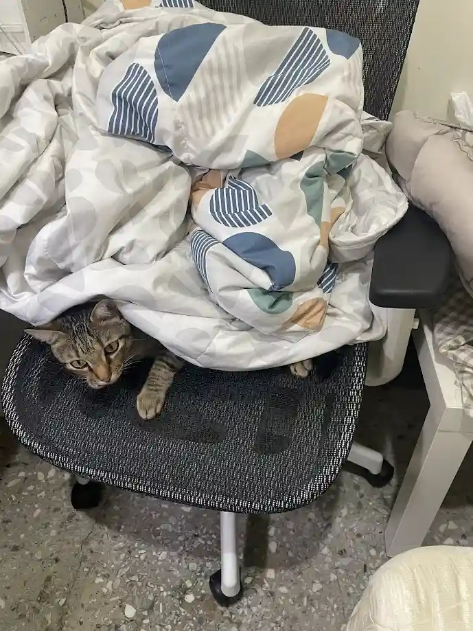 Adorable Cat Antics