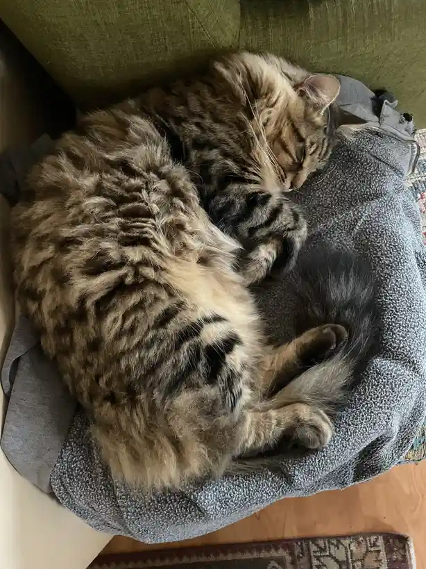 Rushing to Celebrate Caturday: Almost Missed It!