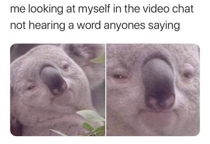 The image shows a split-screen of a koala's face, with the left side showing a slightly confused expression and the right…
