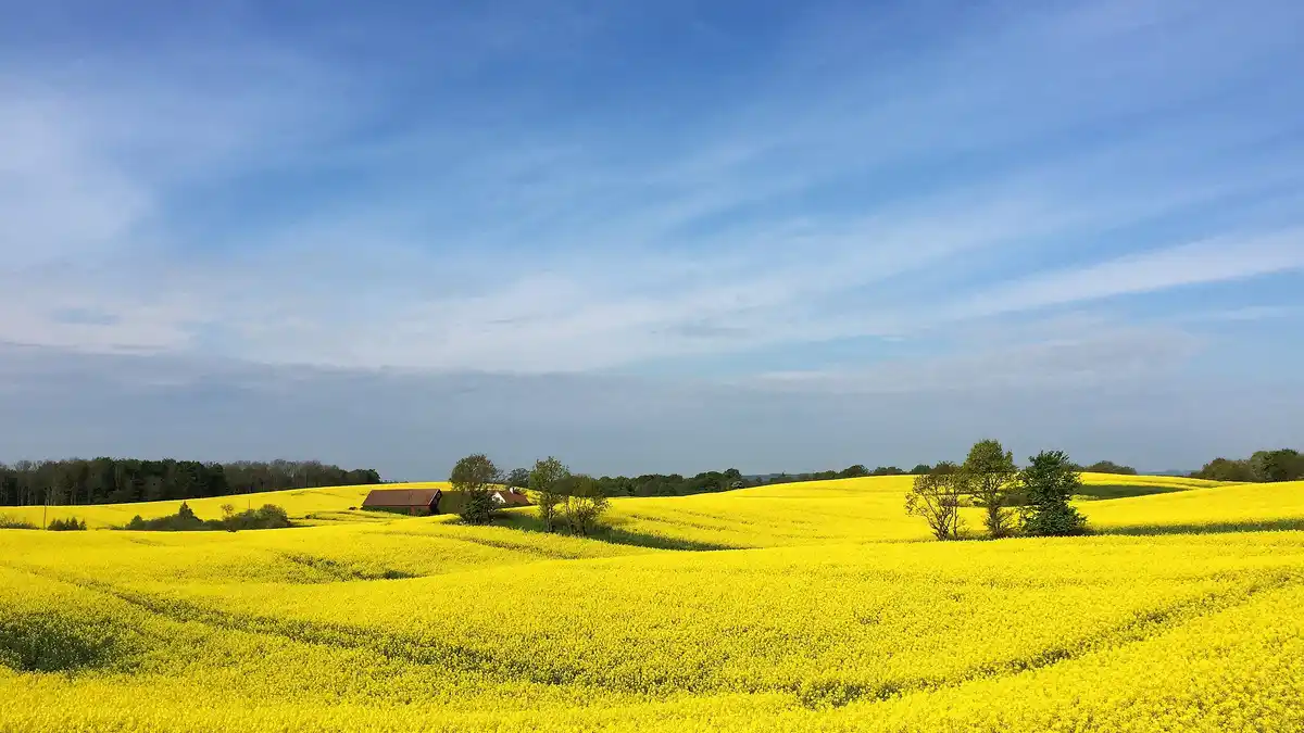 In Sweden's south, a vibrant canola field dominates the landscape, bursting with buttery yellow blossoms in late May. As the…