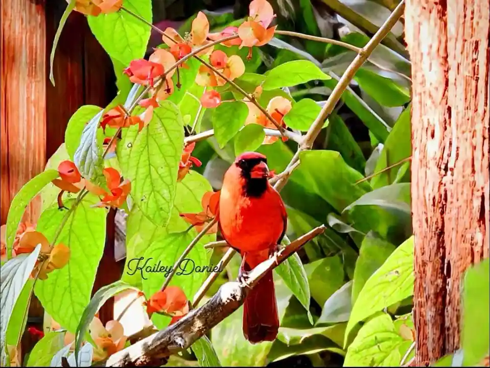 The Majestic Cardinal in All Its Glory
