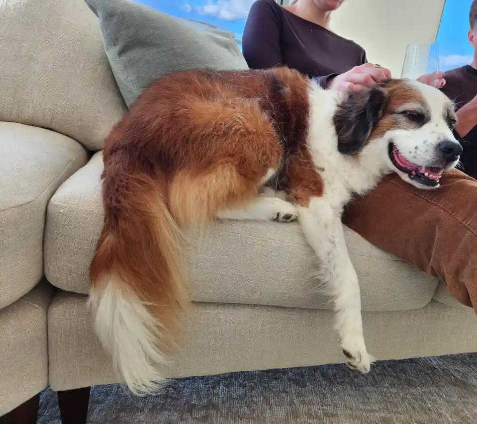 A fluffy brown and white dog is lounging comfortably on a beige couch, its eyes half-closed in a blissful, sleepy expression…