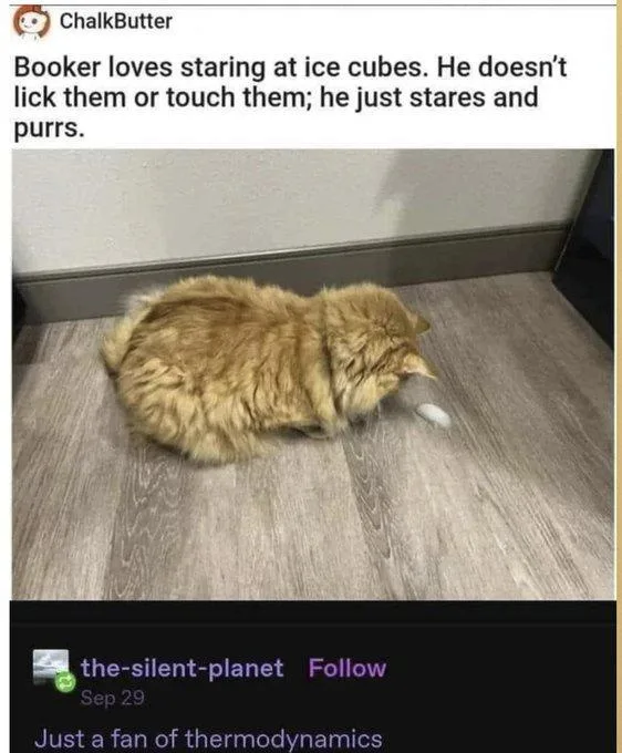 A fluffy orange tabby cat named Booker is sitting on a light wood floor, intently staring at a single white ice cube lying…
