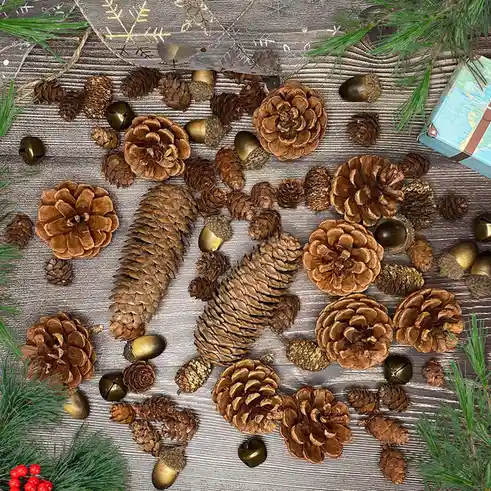 An overhead shot displays numerous pine cones of various sizes and shapes scattered across a textured gray surface…