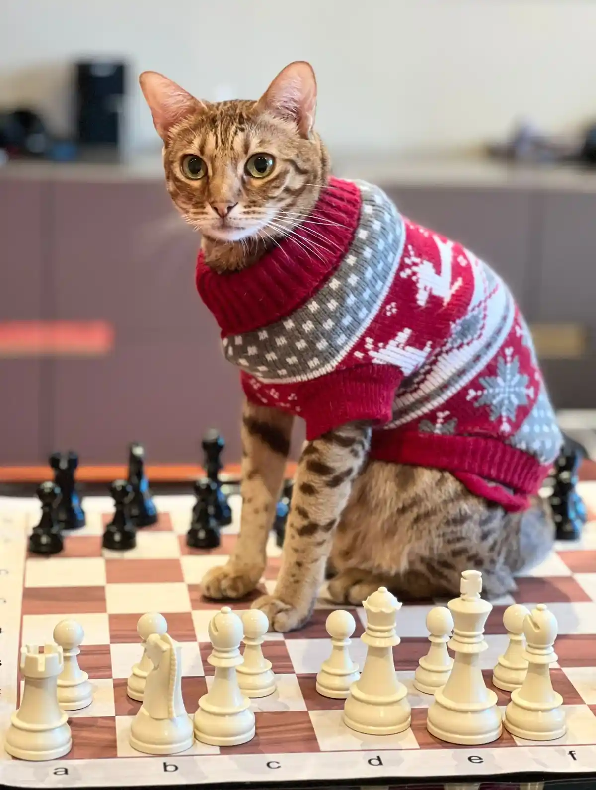 A brown tabby cat wearing a red and grey holiday sweater with snowflakes and reindeer patterns is sitting on a chessboard…