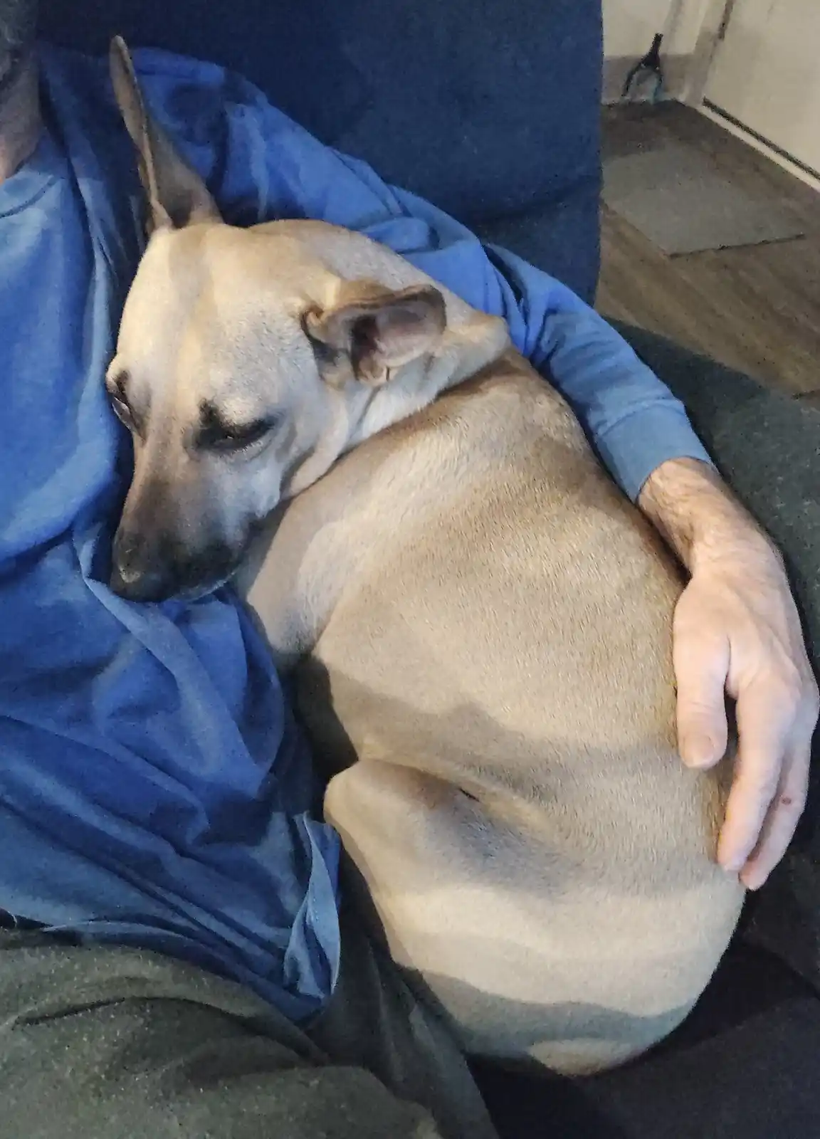 A tan dog with pointed ears is curled up and sleeping soundly on a person's lap, who is wearing a blue shirt and has their…
