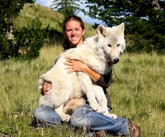 A woman sits in a grassy field holding a large, fluffy white wolf or wolf-dog. She smiles at the camera while the animal…