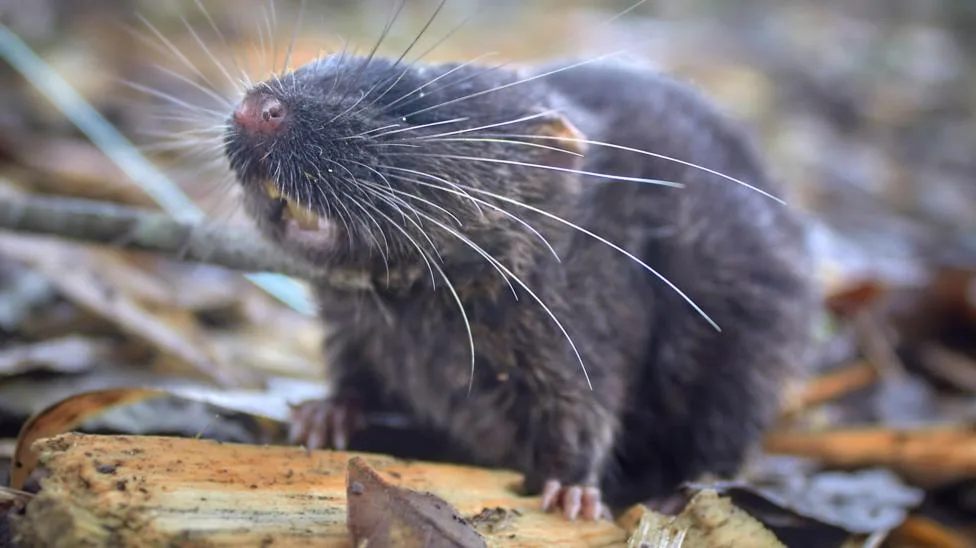 A close-up photo of a small, dark-furred rodent with long whiskers and visible teeth, standing on a piece of wood amidst…
