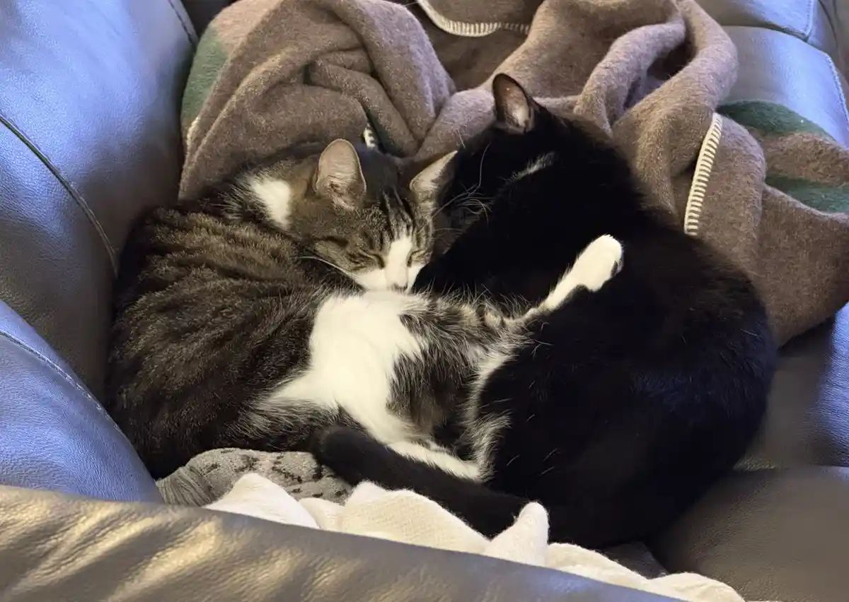 Two cats are curled up together asleep on a couch, one tabby with white markings and one solid black cat, both nestled under…
