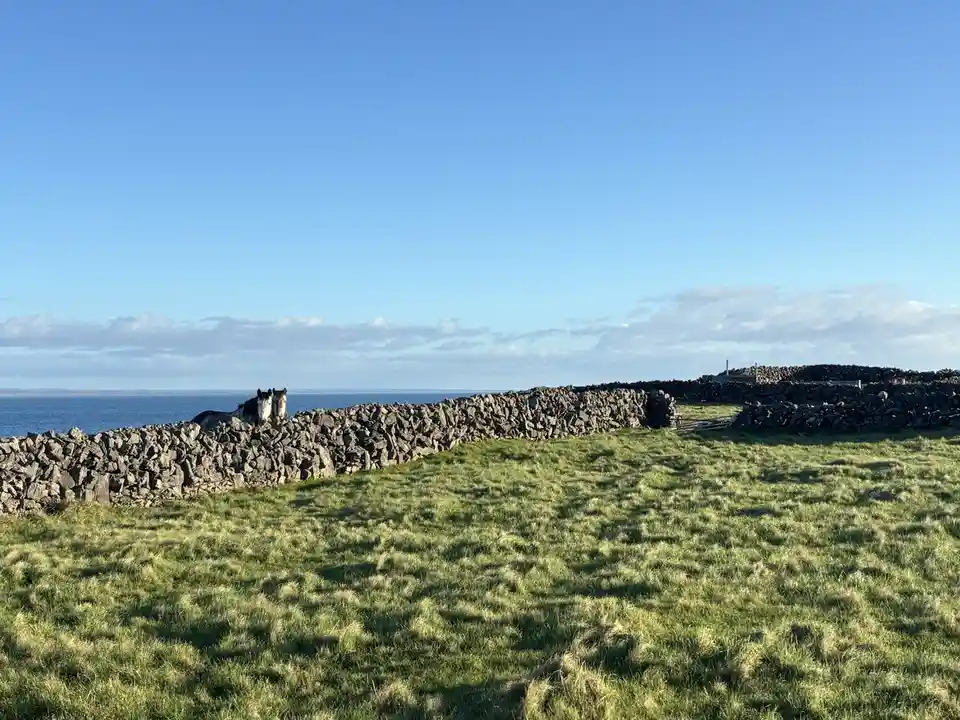 Two horses with dark and white coats are standing atop a long, dry-stone wall in a grassy field, looking out over a calm…