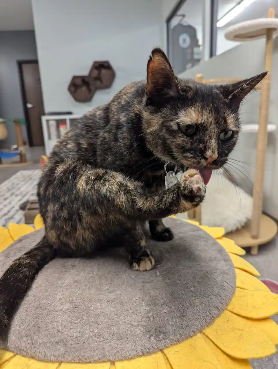 A tortoiseshell cat sits on a gray and yellow sunflower-shaped pet bed, licking its paw with a tired, unimpressed…