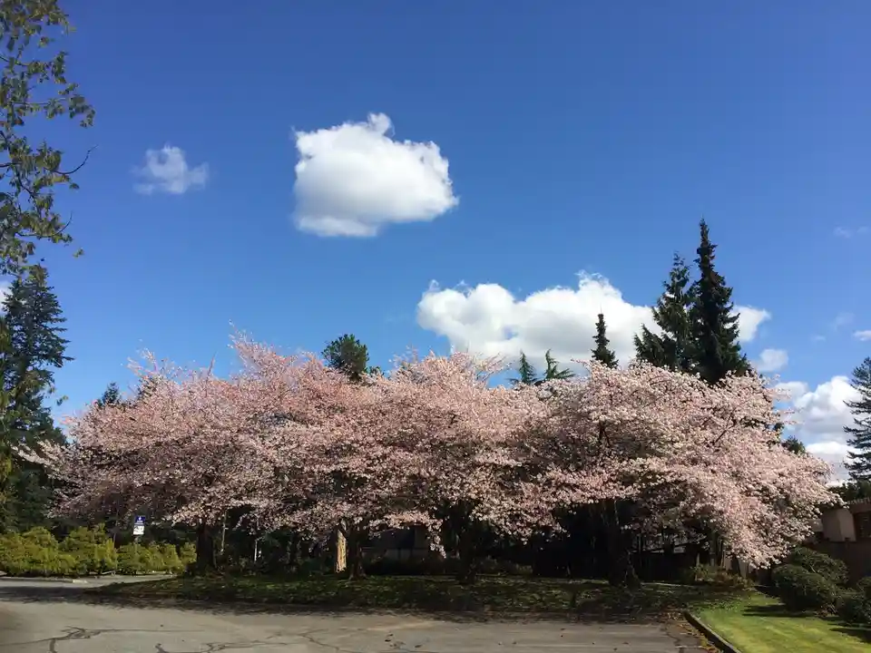 A row of blooming pink cherry blossom trees under a bright blue sky with fluffy white clouds. The scene is peaceful and…