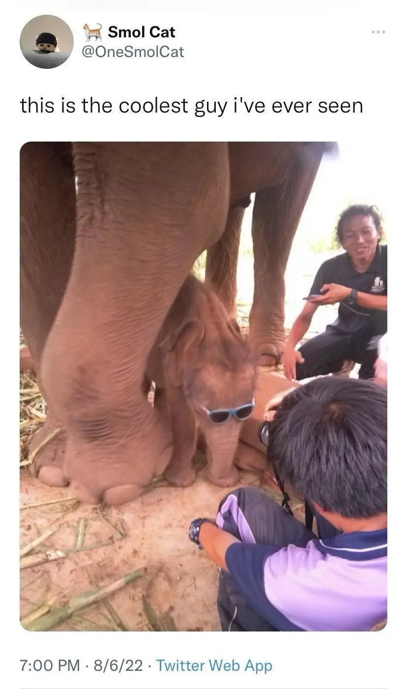 A small baby elephant wearing blue sunglasses stands under the legs of a larger adult elephant while two people kneel…